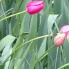 Metro Denver Luxury Home Search for a Second Home slide-new-spring-tulips