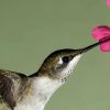 Communities Our Clients Love slide-new-hummingbird